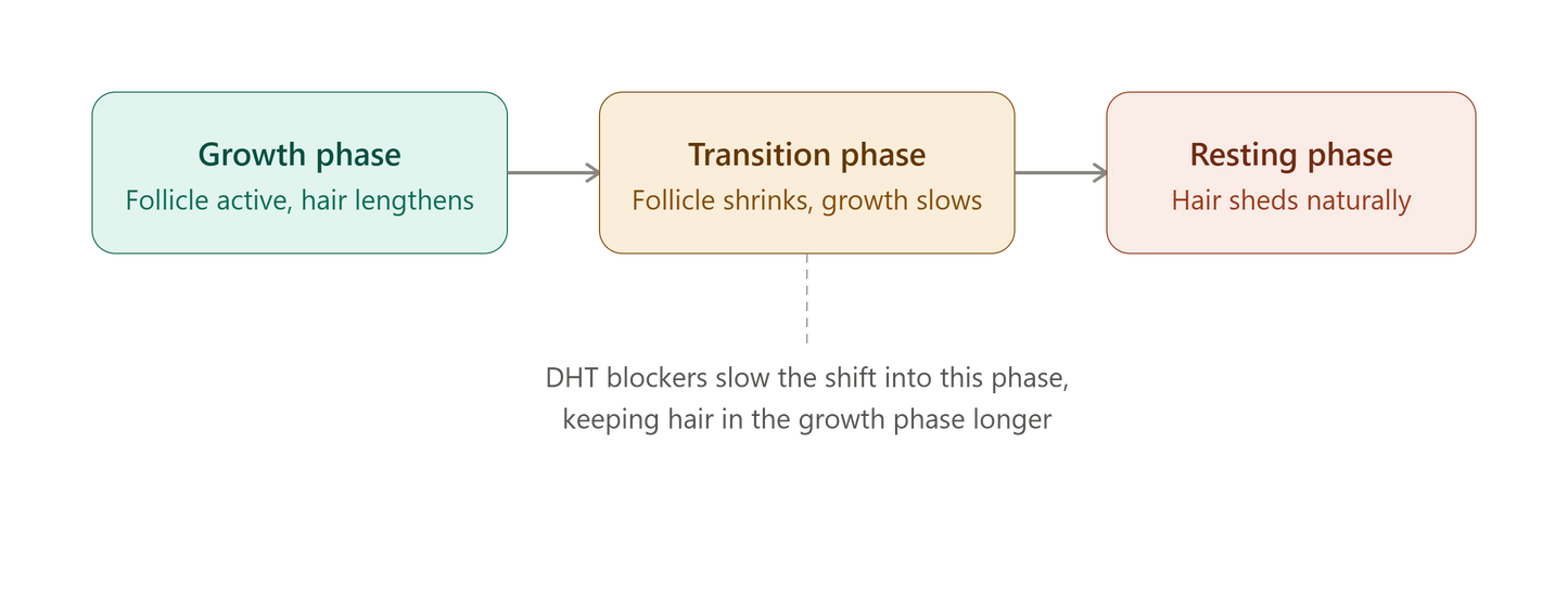 Hair growth cycle stages showing where DHT blockers slow premature shedding