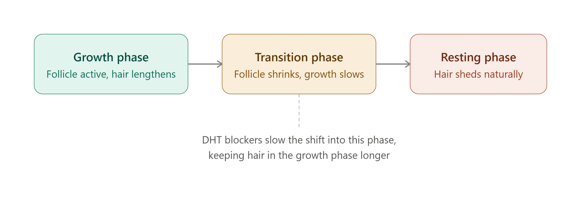 Hair growth cycle stages showing where DHT blockers slow premature shedding